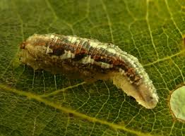 Attēlu rezultāti vaicājumam “Syrphus larva”