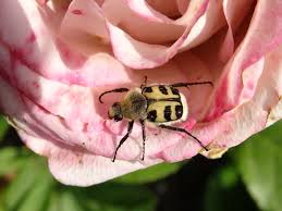 Attēlu rezultāti vaicājumam “Trichius fasciatus”