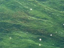 Attēlu rezultāti vaicājumam “Potamogetonaceae”