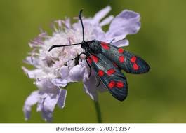 Attēlu rezultāti vaicājumam “Zygaena filipendulae”
