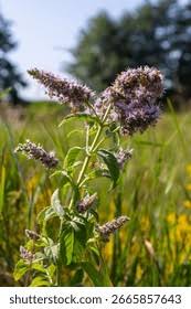 Attēlu rezultāti vaicājumam “Mentha longifolia”