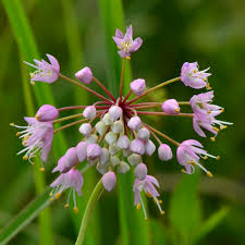 Attēlu rezultāti vaicājumam “Allium cepa flower”