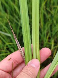 Attēlu rezultāti vaicājumam “Carex acutiformis leaf”