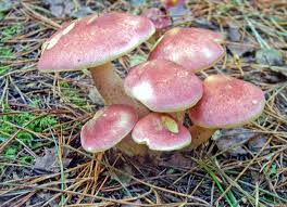 Attēlu rezultāti vaicājumam “Tricholomopsis rutilans”