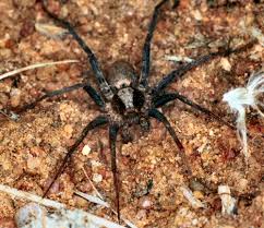 Attēlu rezultāti vaicājumam “Miturgidae”