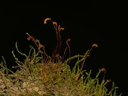 Attēlu rezultāti vaicājumam “Hygroamblystegium varium”