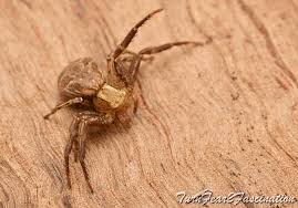 Image result for crab spider