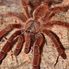 Attēlu rezultāti vaicājumam “Poecilochirus sp.”