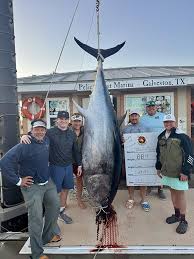 Image result for giant tuna