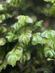 Attēlu rezultāti vaicājumam “Plagiochila porelloides”