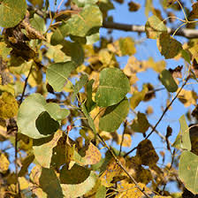 Attēlu rezultāti vaicājumam “Populus x canadensis”