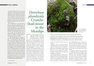 Attēlu rezultāti vaicājumam “Rhytidiadelphus subpinnatus sporophyte”