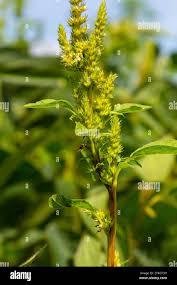 Attēlu rezultāti vaicājumam “Amaranthaceae”
