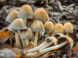 Attēlu rezultāti vaicājumam “Coprinus micaceus”