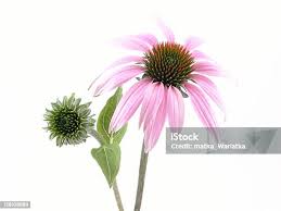 Attēlu rezultāti vaicājumam “Echinacea purpurea bud”