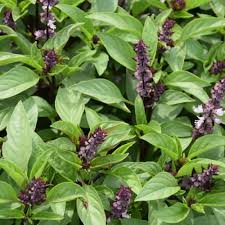 Image result for Ocimum basilicum