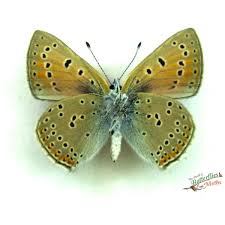 Attēlu rezultāti vaicājumam “Lycaena hippothoe male”