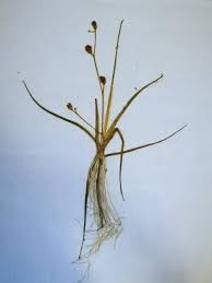 Attēlu rezultāti vaicājumam “Subularia aquatica”