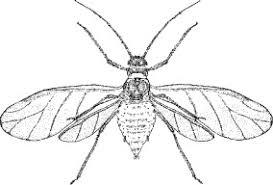 Attēlu rezultāti vaicājumam “Syrphus sp. imago”