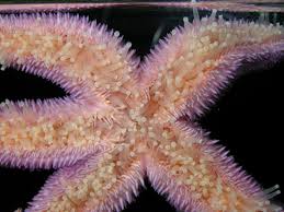 Image result for Asterias rubens