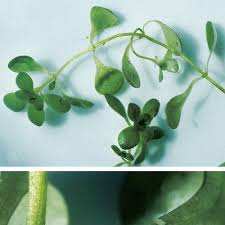 Attēlu rezultāti vaicājumam “Callitriche cophocarpa leaf”