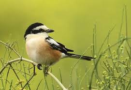 Image result for Lanius nubicus