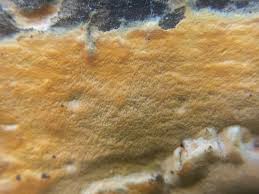 Attēlu rezultāti vaicājumam “Ceriporia”