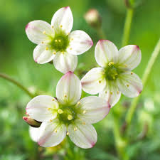 Attēlu rezultāti vaicājumam “Saxifraga cymbalaria flower”