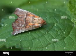 Attēlu rezultāti vaicājumam “Scoliopteryx libatrix”