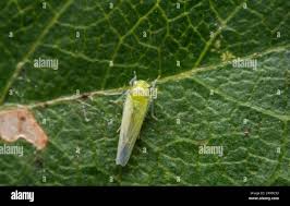 Attēlu rezultāti vaicājumam “Empoasca sp.”