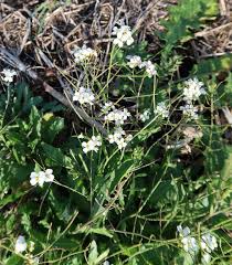 Attēlu rezultāti vaicājumam “Cardaminopsis arenosa leaf”