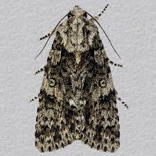 Attēlu rezultāti vaicājumam “Acronicta rumicis”