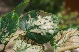 Attēlu rezultāti vaicājumam “Caliroa annulipes”