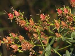 Attēlu rezultāti vaicājumam “Hypericum perforatum bud”
