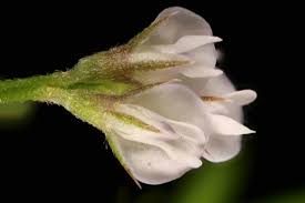 Attēlu rezultāti vaicājumam “Vicia hirsuta flower”
