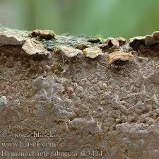 Attēlu rezultāti vaicājumam “Hymenochaete tabacina”