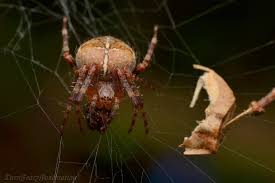 Attēlu rezultāti vaicājumam “Araneus diadematus juvenile”