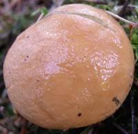 Attēlu rezultāti vaicājumam “Suillus bovinus”