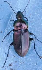 Attēlu rezultāti vaicājumam “Poecilus versicolor”