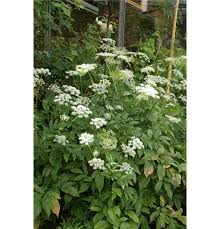 Attēlu rezultāti vaicājumam “Chaerophyllum aromaticum”