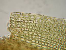 Attēlu rezultāti vaicājumam “Ditrichum flexicaule”