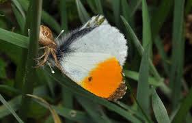 Attēlu rezultāti vaicājumam “Anthocharis cardamines underside”