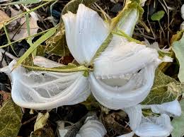 Attēlu rezultāti vaicājumam “Frost Flowers”