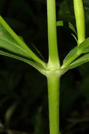 Attēlu rezultāti vaicājumam “Saponaria officinalis leaf”