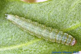 Attēlu rezultāti vaicājumam “Plutella xylostella”