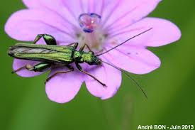 Attēlu rezultāti vaicājumam “Oedemera sp.”