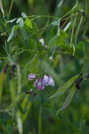 Attēlu rezultāti vaicājumam “Lathyrus niger”