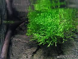 Attēlu rezultāti vaicājumam “Riccia”