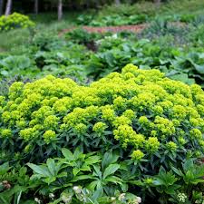 Attēlu rezultāti vaicājumam “Euphorbia palustris flower”