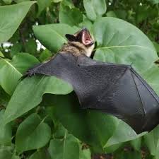 Attēlu rezultāti vaicājumam “Eptesicus serotinus”